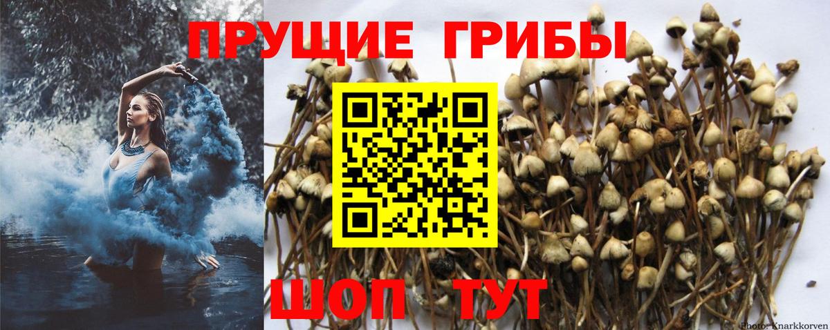 Псилоцибиновые грибы GOLDEN TEACHER Богородск